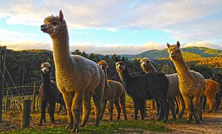 Valley Farm Vineyard Cottages