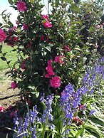 Bluebell Lodge And Cottage