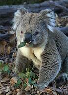 Captains Cove Waterfront Resort