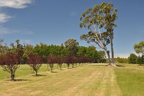 Poplars at Mittagong