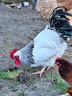 Halls Haven Holiday Units