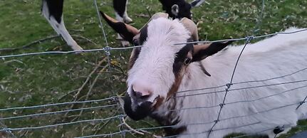 Halls Haven Holiday Units