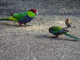 Emu Point Motel & Apartments