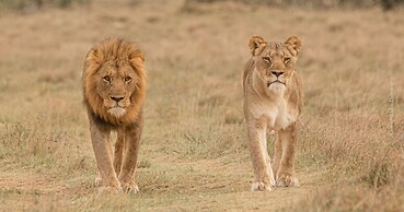 Woodbury Lodge - Amakhala Game Reserve
