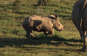Woodbury Tented Camp - Amakhala Game Reserve