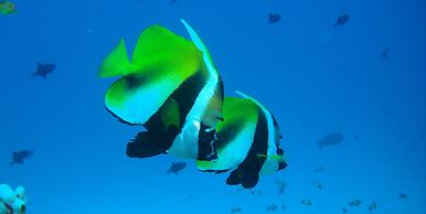 Hotel Ocean Grand at Hulhumale