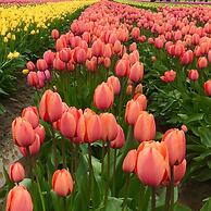 La Conner Channel Lodge