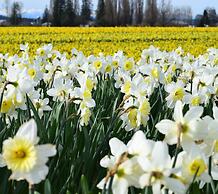 La Conner Channel Lodge