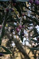 The Eden House Vineyard & Inn