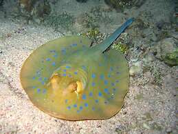 The Oberoi Beach Resort, Sahl Hasheesh