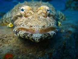 The Oberoi Beach Resort, Sahl Hasheesh