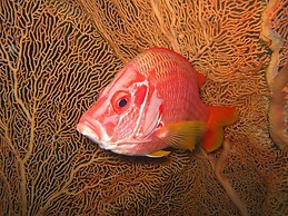 The Oberoi Beach Resort, Sahl Hasheesh