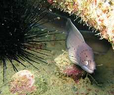 The Oberoi Beach Resort, Sahl Hasheesh