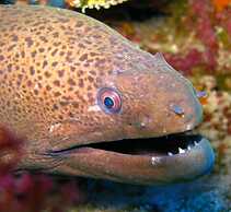 The Oberoi Beach Resort, Sahl Hasheesh