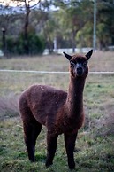 Deville at Healesville