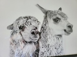 Deville at Healesville