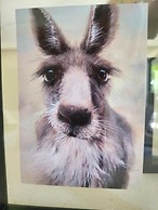 Deville at Healesville