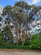 Deville at Healesville