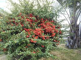 Bada Wi Olle Pension