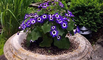 Abbington Green Bed & Breakfast Inn