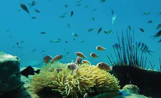 Wendy The Pool Resort