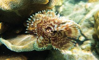 Wendy The Pool Resort