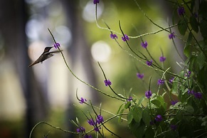 The Bellafonte - Luxury Oceanfront Hotel