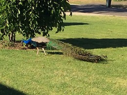 Greenways Holiday Units