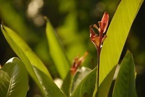 The Island Hotel Bali - Hostel