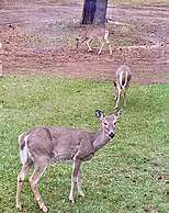 Dream Haven Guest Ranch