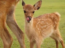 Sarusawaike Yoshidaya