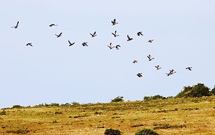 Safari Lodge - Amakhala Game Reserve