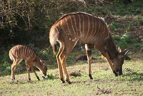 Safari Lodge - Amakhala Game Reserve