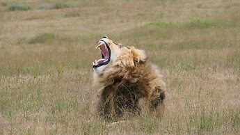 Safari Lodge - Amakhala Game Reserve