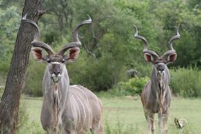 Safari Lodge - Amakhala Game Reserve