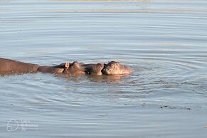 Safari Lodge - Amakhala Game Reserve