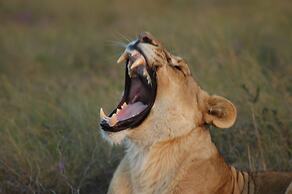 Safari Lodge - Amakhala Game Reserve