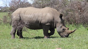 Safari Lodge - Amakhala Game Reserve
