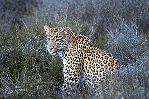 Safari Lodge - Amakhala Game Reserve