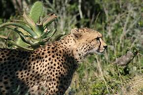 Safari Lodge - Amakhala Game Reserve