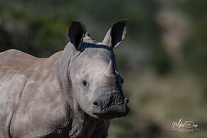 Safari Lodge - Amakhala Game Reserve