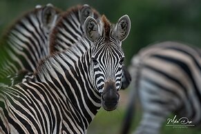 Safari Lodge - Amakhala Game Reserve