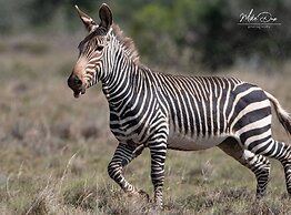 Safari Lodge - Amakhala Game Reserve