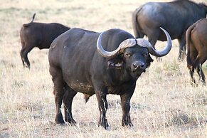 Safari Lodge - Amakhala Game Reserve