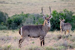 Safari Lodge - Amakhala Game Reserve