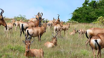Safari Lodge - Amakhala Game Reserve