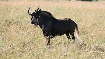 Safari Lodge - Amakhala Game Reserve