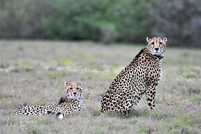 Safari Lodge - Amakhala Game Reserve