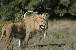 Safari Lodge - Amakhala Game Reserve