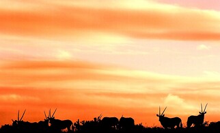 Safari Lodge - Amakhala Game Reserve